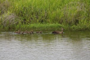 カモの親子が仲良く泳いでいます