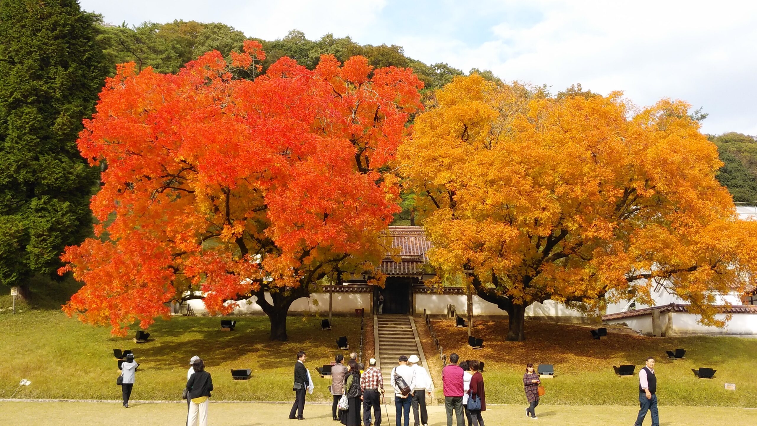 shizutani-gakko-kainoki-koyo